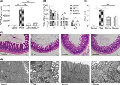 Matrine regulates autophagy in ileal epithelial cells in a porcine circovirus type 2-infected murine model